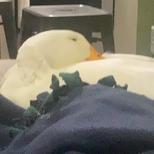 Meet your Posher, Frank